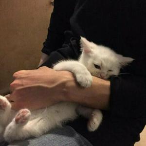 大黄别的情色片的黄片在线看片
